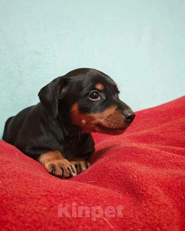 Собаки в Санкт-Петербурге: Щенок цвергпинчера Мальчик, 45 000 руб. - фото 1