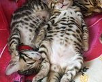 Кошки в Болхове: Мини-леопард, 1 руб. - фото 3