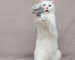 Кошки в Ливны: Белоснежный котенок Бантик ищет дом, Бесплатно - фото 4