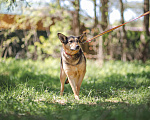 Собаки в Клине: Нежная Люси Девочка, Бесплатно - фото 1