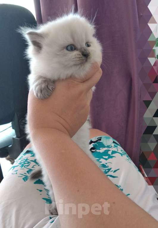 Кошки в Краснодаре: Невская маскарадная котенок очень пушистый Мальчик, 27 000 руб. - фото 4