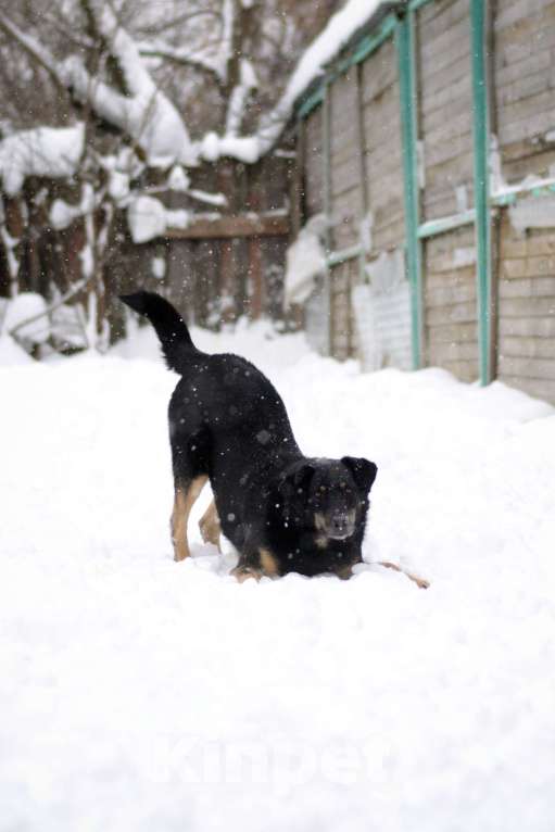Собаки в Москве: Реал Мальчик, Бесплатно - фото 5