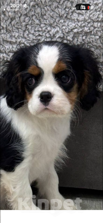 Собаки в Москве: Кавалер кинг-чарльз спаниель, щенок Девочка, 120 000 руб. - фото 3