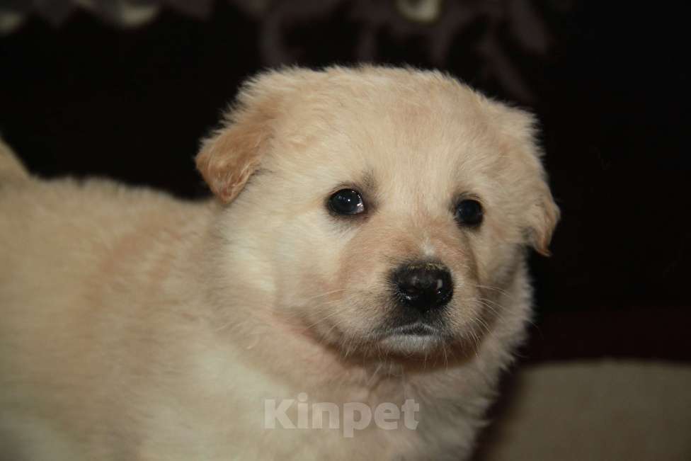 Собаки в Москве: Мальчик Мальчик, Бесплатно - фото 3