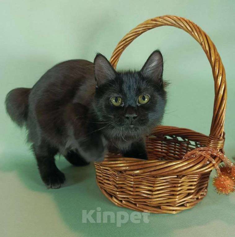 Кошки в Москве: Жгучая брюнетка кошечка курильский бобтейл Девочка, 50 000 руб. - фото 7