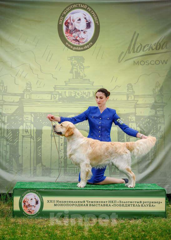 Собаки в Ярославле: Щенки золотистого ретривера Разнополые, 100 000 руб. - фото 3