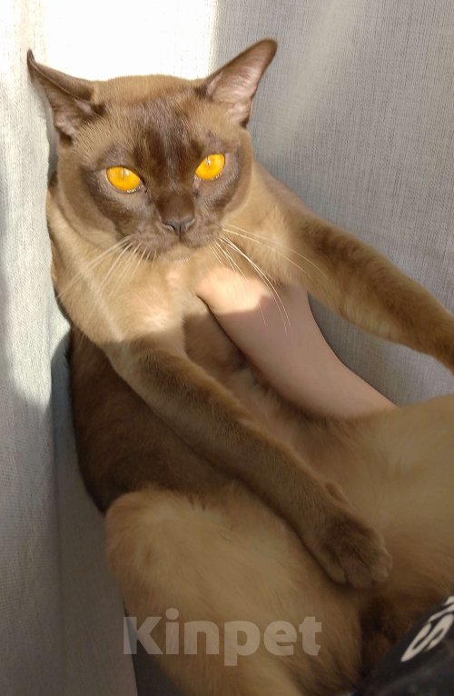 Кошки в Набережных Челнах: Бурманские котята Девочка, Бесплатно - фото 1