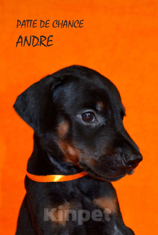 Собаки в Санкт-Петербурге: Щенок добермана Андрэ Мальчик, 110 000 руб. - фото 1