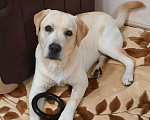 Собаки в Домодедово: Лабрадор кабель для вязки Мальчик, 10 000 руб. - фото 5