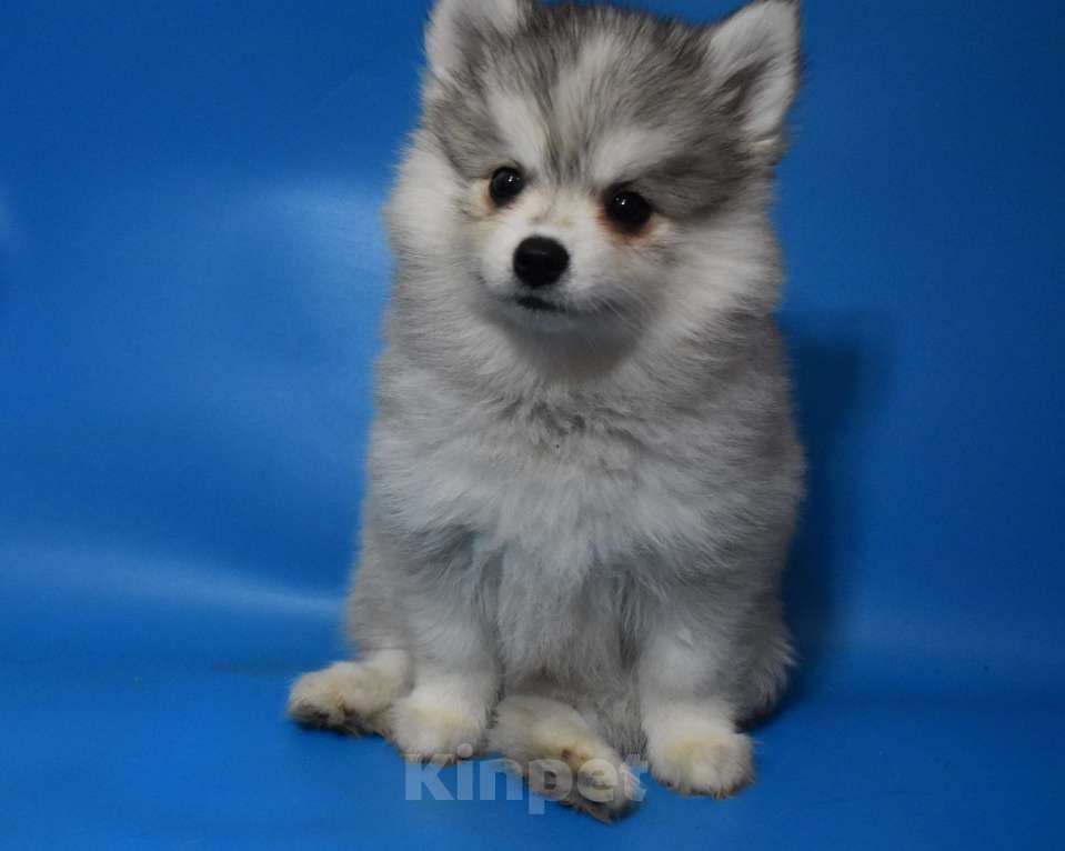 Собаки в Нижнем Новгороде: чудо плюшка Девочка, 50 000 руб. - фото 2