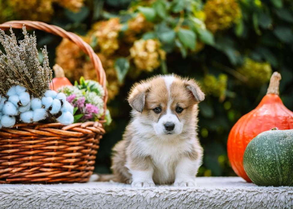 Собаки в Новосибирске: Вельш Корги Пемброк Мистер Марти Мальчик, 75 000 руб. - фото 3