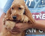 Собаки в Краснодаре: Английский кокер спаниель. Щенки Мальчик, 50 000 руб. - фото 3