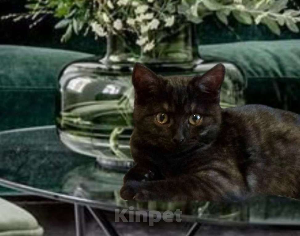 Кошки в Санкт-Петербурге: Кошечка подросток  окрас «темный дым» Девочка, Бесплатно - фото 5