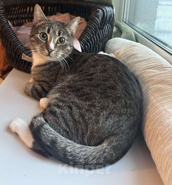 Кошки в Мурином: Маркус продолжает искать хозяина Мальчик, Бесплатно - фото 1