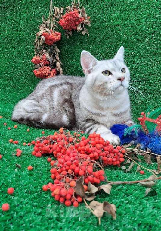 Кошки в Челябинске: котик подросток  британской короткошерстной породы Мальчик, 5 000 руб. - фото 1