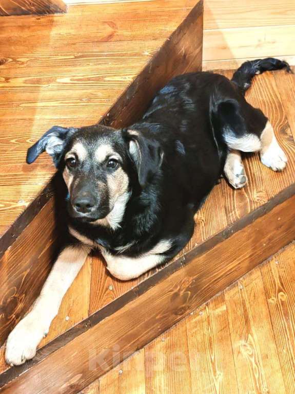 Собаки в Москве: Щенки от золотистого ретривера и овчарки Девочка, Бесплатно - фото 1