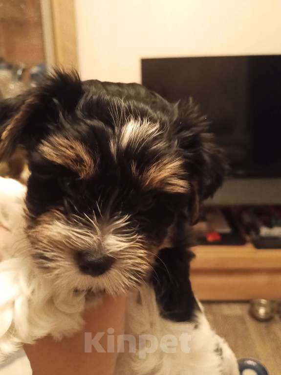 Собаки в Сатке: Биверята девчули Девочка, 30 000 руб. - фото 2