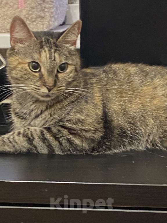 Кошки в Санкт-Петербурге: Кошка в добрые руки Девочка, Бесплатно - фото 6