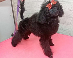 Собаки в Ставрополе: Девочка пудель  Девочка, 55 000 руб. - фото 1