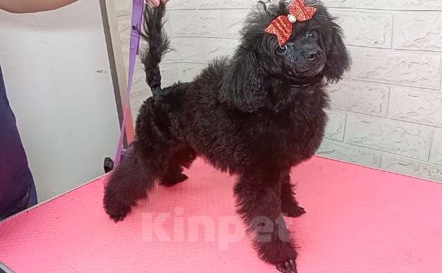 Собаки в Ставрополе: Девочка пудель  Девочка, 55 000 руб. - фото 1