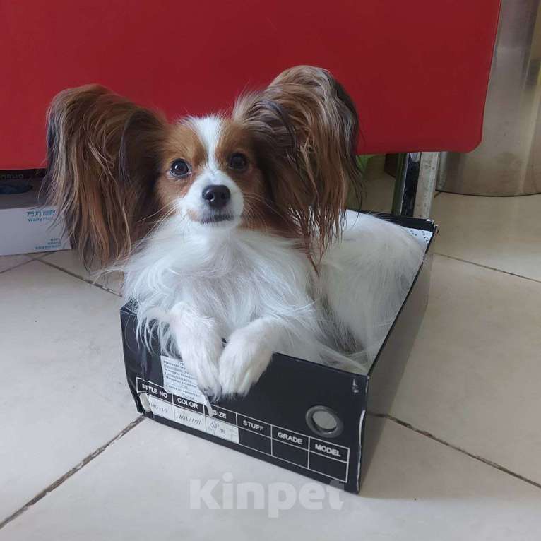 Собаки в Москве: Папийон Девочка, 80 000 руб. - фото 1