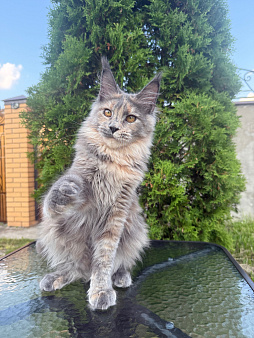 Мейн-кун котенок
