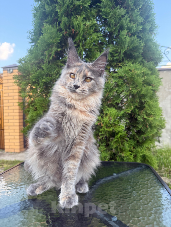 Кошки в Чехове: Мейн-кун котенок Девочка, 40 000 руб. - фото 1