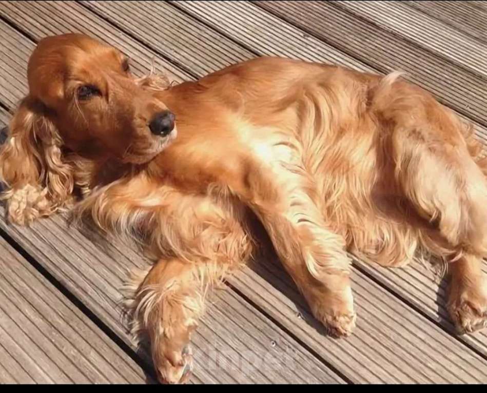 Собаки в Алуште: Английский кокер спаниель  Девочка, 25 000 руб. - фото 5