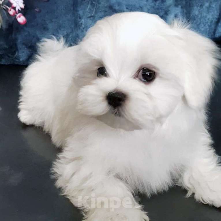 Собаки в Зеленограде: Мальтезе мальчики Мальчик, 50 000 руб. - фото 3