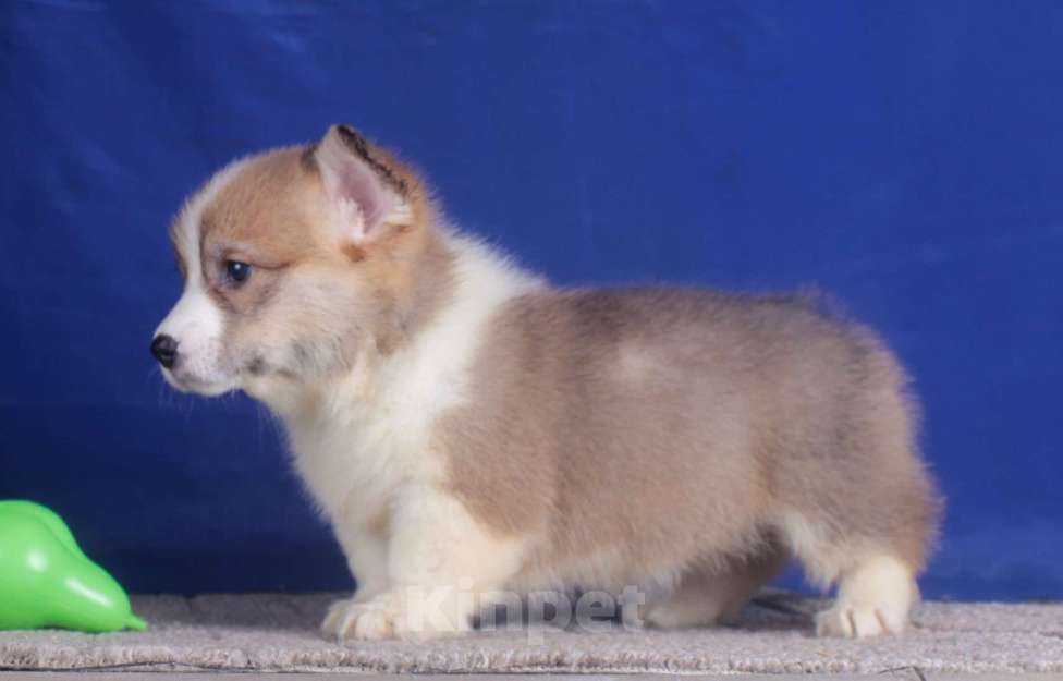 Собаки в Москве: вельш корги пемброк щенки от чемпиона Девочка, 80 000 руб. - фото 5