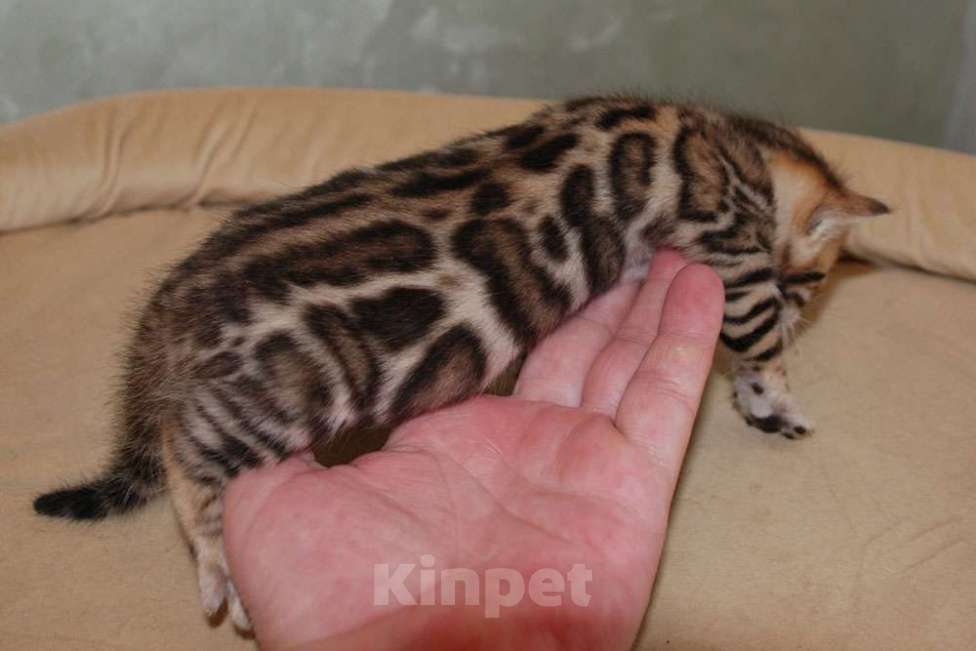 Кошки в Москве: Бенгальская кошечка. Девочка, 60 000 руб. - фото 4