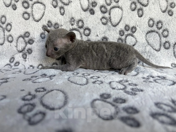 Кошки в Балашихе: Кошечка Дорис Девочка, 80 000 руб. - фото 3