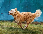 Собаки в Москве: Очень добрый и ласковый пес Дюк ищет дом Мальчик, 10 руб. - фото 9