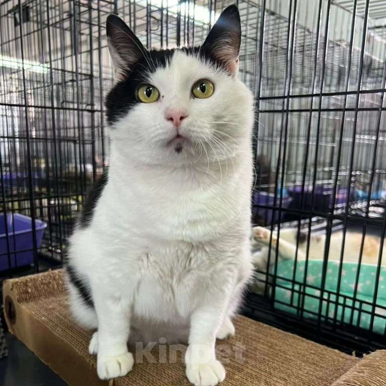 Кошки в Москве: Эльза осталась совсем одна Девочка, Бесплатно - фото 5