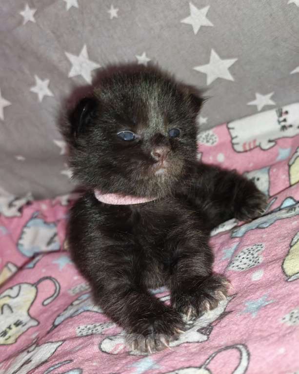 Кошки в Перми: Котенок мейн-кун Девочка, 45 000 руб. - фото 2