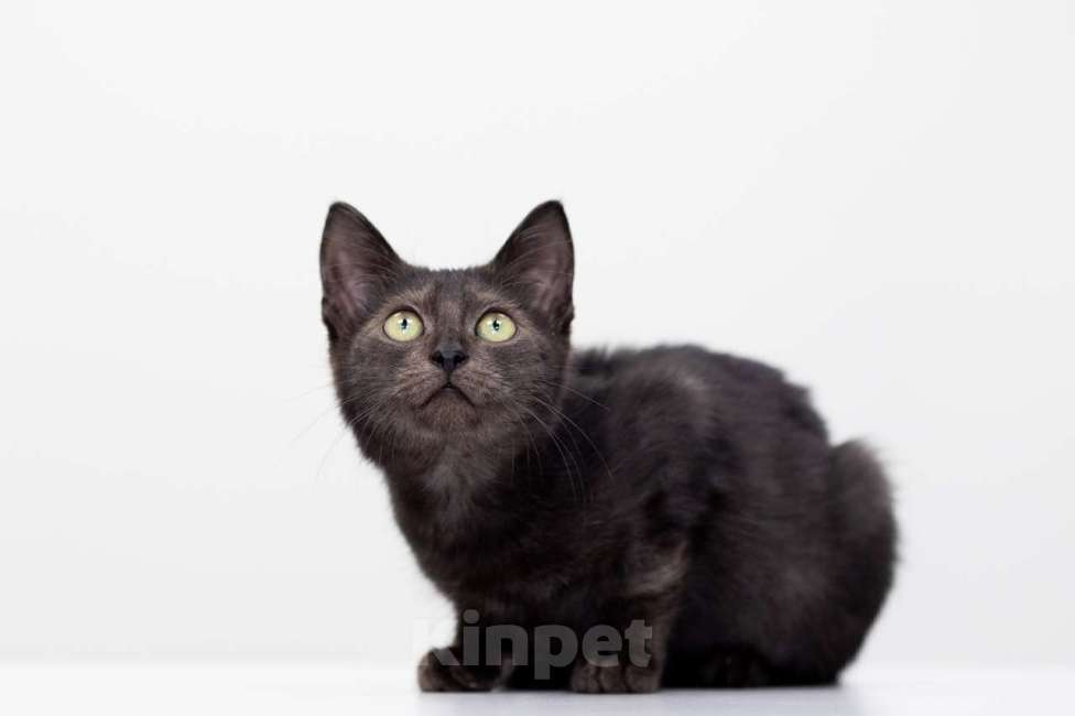 Кошки в Москве: Лойд Мальчик, Бесплатно - фото 4