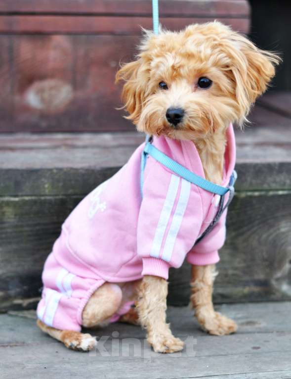 Собаки в других городах Свердловской области: Мальтипу мальчик Мальчик, 60 000 руб. - фото 3