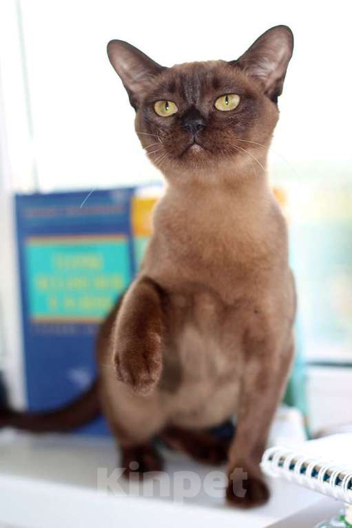 Кошки в Москве:  Бурма соболиная кошечка  Девочка, 40 000 руб. - фото 1