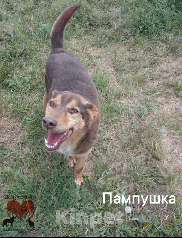Собаки в Тамбове: Пампушка  Девочка, Бесплатно - фото 5