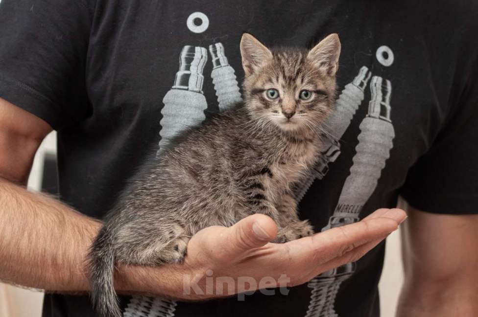 Кошки в Москве: Срочно ищут дом три малыша-солнышка.  Девочка, Бесплатно - фото 6