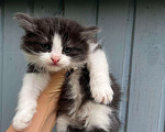 Кошки в Москве: Котята ищут дом Мальчик, Бесплатно - фото 4