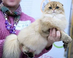 Кошки в Клине: Кот хайленд-фолд в добрые руки Мальчик, 1 000 руб. - фото 1