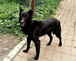 Собаки в Москве: Грустная небольшая  собачка Бритни ищет свою семью Девочка, Бесплатно - фото 7