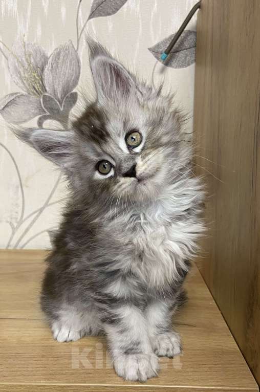 Кошки в Москве: Мейн Кун котята Девочка, 55 000 руб. - фото 10