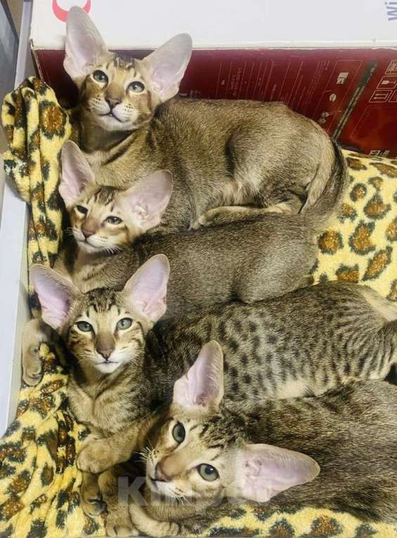 Кошки в Москве: Атос Мальчик, 85 000 руб. - фото 5