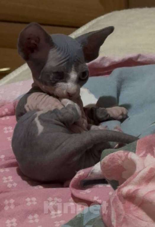 Кошки в Москве: Мальчики ищут дом Мальчик, 10 000 руб. - фото 2