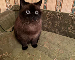 Кошки в Москве: Сиамская кошка королева Елизавета в добрые руки! Девочка, 1 руб. - фото 2