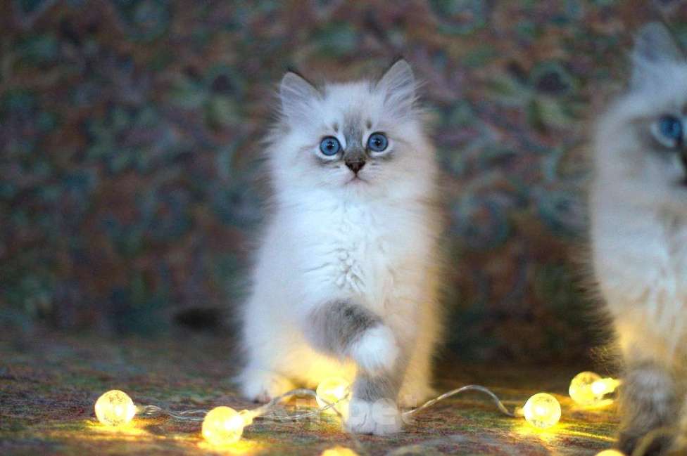 Кошки в Санкт-Петербурге: невский маскарадный котенок Девочка, 60 000 руб. - фото 2