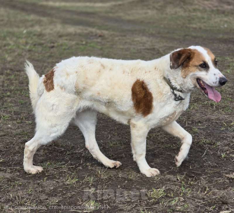 Собаки в Королеве: Ищет дом красавец Друлл! Мальчик, Бесплатно - фото 6