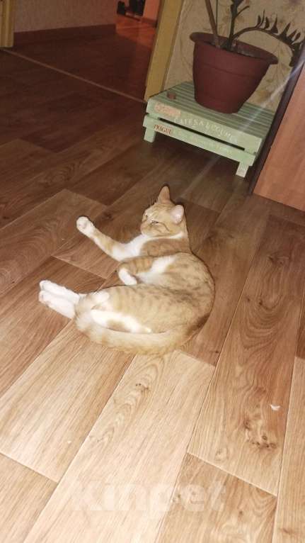 Кошки в Иваново: Котик в добрые руки Мальчик, 1 руб. - фото 2